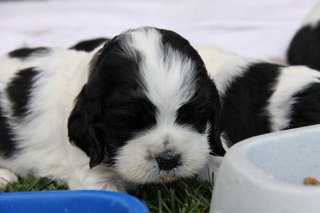 stenata_3_tydny (12)